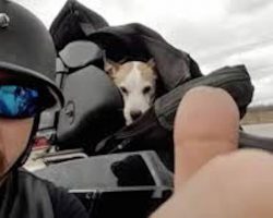 Biker Sees A Little Dog Being Abused On The Highway And Pulls Over