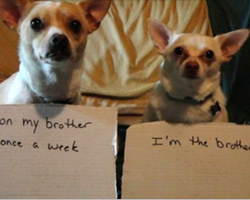 23 dogs being hilariously shamed for their crimes
