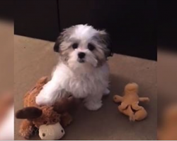 Owner asks dog who his best friend is and his reaction will have you laughing out loud
