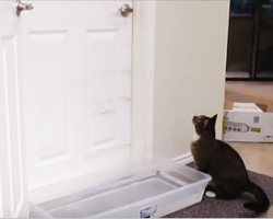 Owner creates ingenious way to stop cat waking him – Cats unexpected reaction left millions laughing.