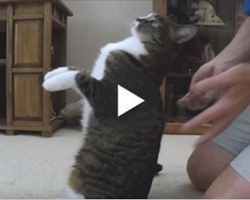 Rescue Cat Doing “Trust Falls” With His Daddy – A Must See