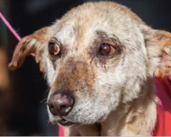 Old Dog Dumped at Vet to be Euthanized. Then They Realized What He Really Wanted.