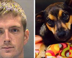 Man beats puppy to a pulp for chewing decorative pillow up, is released on $1,500 bail
