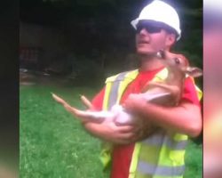 Worker Saves Deer And Rubs His Belly. His Reaction When He Releases Him Has Internet In Stitches