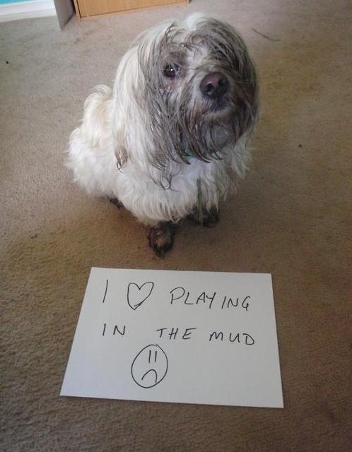 dog_owners_understand_1