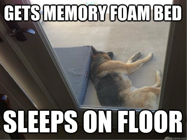 dog_owners_understand_15