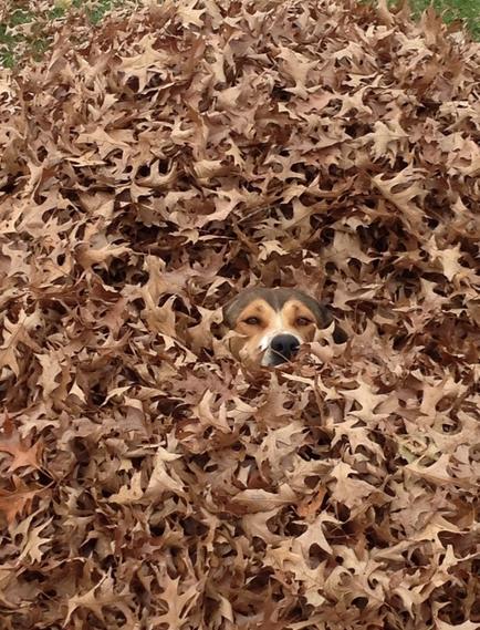 dog_owners_understand_17