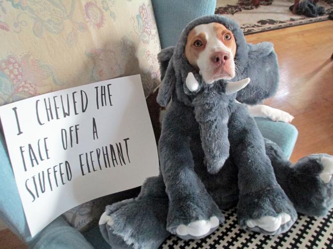 dog_owners_understand_18