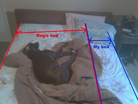 dog_owners_understand_4