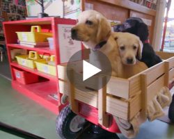 For Every View Of This Video A Pound Of Dog Food Will Be Donated To Shelters! YES!