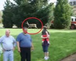 Mother Deer Watches In A Panic As Firefighters Try To Free Her Baby