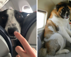 22 Times People Bumped Into The Cutest Passengers On Flights