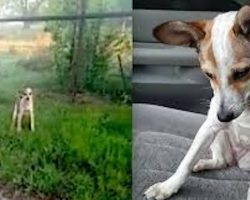 Abandoned Dog Crying on the Side of the Road just Wants to Kiss her Rescuer! So Heartwarming