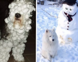 16 Dogs Who Don’t Share The Same Enthusiasm You Have For Snow