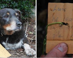 Family Dog Goes Missing, Eventually Returns Home With A Strange Note On His Collar.
