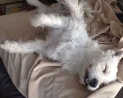 They Took in a Dog Who was Found at a Gas Station — But They Never Expected This