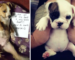 23 Perfectly Plump Puppy Bellies You Simply Cannot Resist