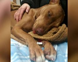 Shelter races to save stray dog’s life after kids inject her with cocaine