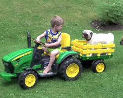 Little Boy Giving His Pug a Ride on His John Deere Tractor Is Too Sweet!