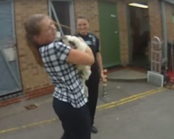 Check Out How Excited This Stolen Pug Is To Be Reunited With Her Owner