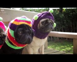 Documentary Proves Pugs Are The Best Dogs Ever