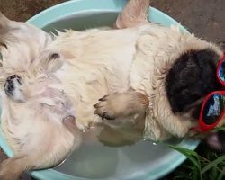 Hilarious Sunbathing Pug Snores In A Tub Of Water! Like A Boss!