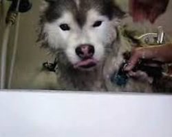 Siberian Husky Is A Big Cry Baby Every Time He Gets A Bath