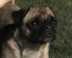 Loca The Irish Pug Sings “The Pug That Couldn’t Run”