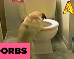 This Pug Gets VERY Excited When The Toilet Flushes. LOL!