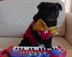 This Adorable Pug Playing Piano Is Unbearably Cute. Watch What Happens At 0:38 LOL!