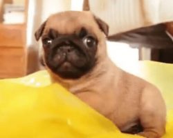 Pug Puppy Goes Crazy Over Sound of THIS. It’s The Cutest Thing Ever!