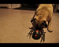 Pug vs Spider. Who Will Win?