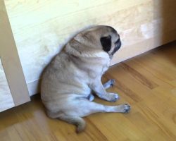Snoring Pug Quentin Sleeps Sitting and Falls