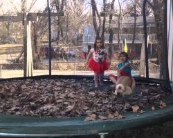 Rebellious Pug Poops On Trampoline And Shocks Children