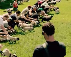 “Running of the Pugs” Is The Most Ridiculously Adorable Thing You’ve Ever Seen!