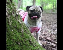The Walking Dead – Pug Edition. I Bet You’ve Never Seen A Horrifying Zombie This CUTE!!