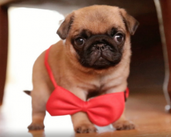 5 Things Only a Pug Owner Would Understand