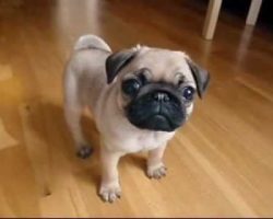 This 10 Week Old Pug Puppy Will Brighten Up Your Day