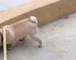 This Pug’s Got Talent!