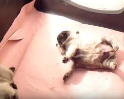 Stop What You’re Doing and Watch These Pug Puppies
