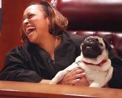 Blind Pug Enters A Courtroom And Sits On The Judge’s Lap, What He Does There Is Too Cute