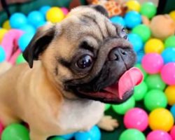 Pug Gets The Happiest Experience Of His Life In A Ball-Filled Play Pen