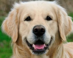 These 12 Adorable Golden Retrievers Will Make You A Better Person