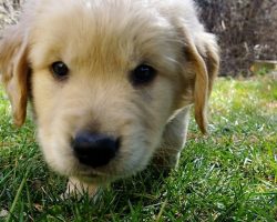 10 Pics That Sum Up What It’s Like To Own A Golden Retriever