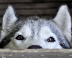 19 Things All Husky Owners Must Never Forget