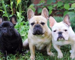 Top Dog Breeds of 2025 Revealed: French Bulldog Stays #1 for Fourth Year
