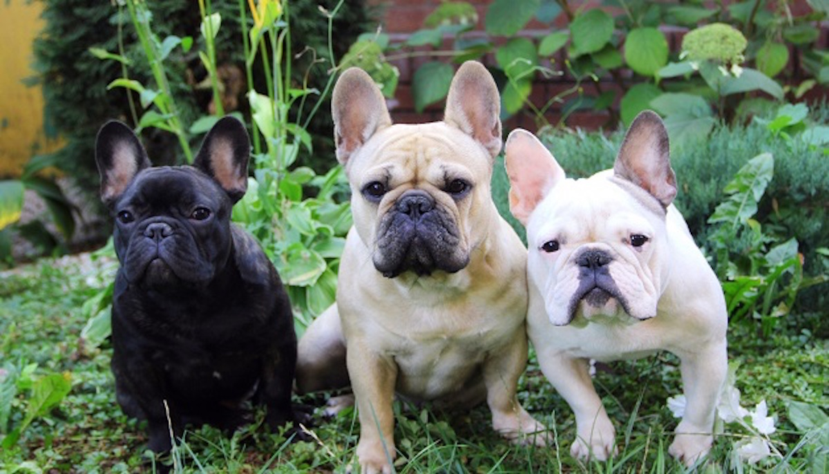 Top Dog Breeds of 2025 Revealed: French Bulldog Stays #1 for Fourth Year