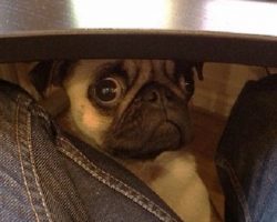 19 Things All Pug Owners Must Never Forget