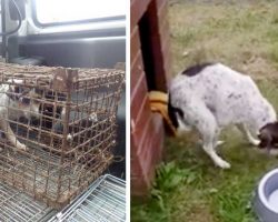 Dog Was Kept In A Cage For Too Long – She Could No Longer Walk Or Stand