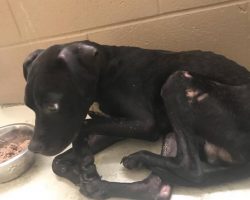 Dog Becomes Skin on Bones Because He Refused to Leave His Best Friend’s Side